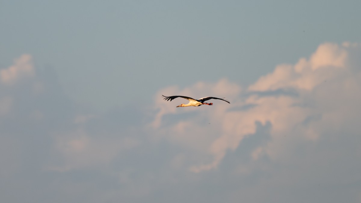 maguaristork - ML647647816