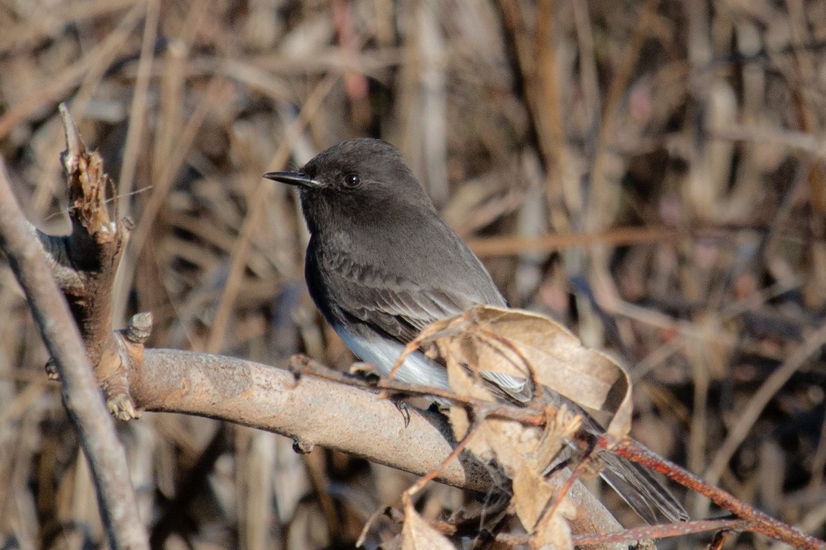 svartfibi - ML647647817