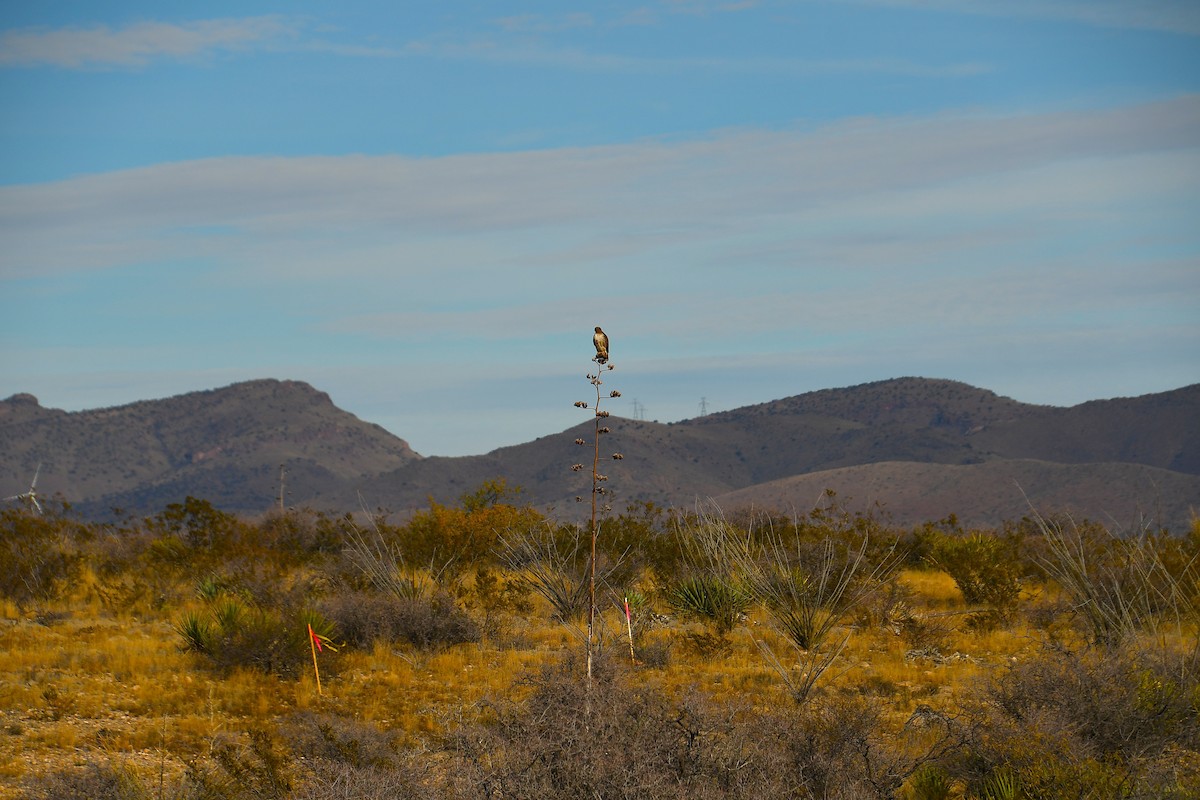 rødstjertvåk - ML647647818