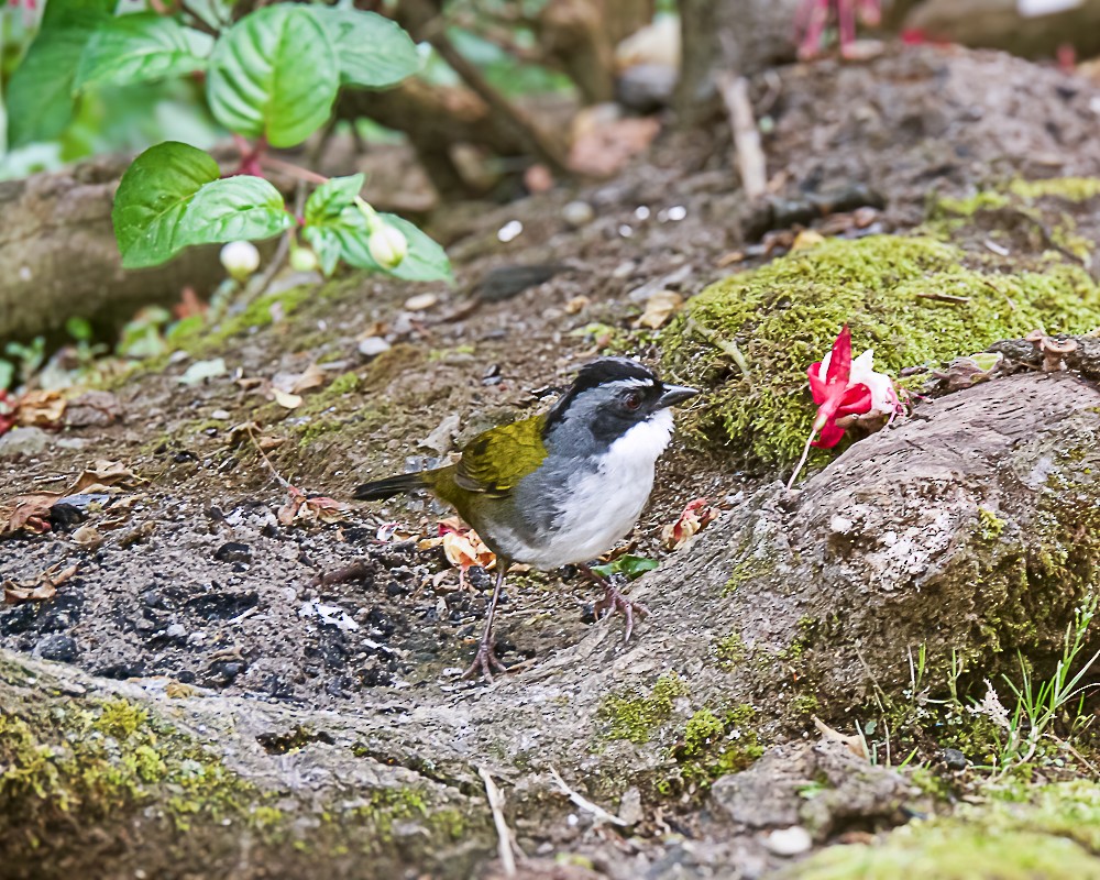 askebrynspurv - ML647647819