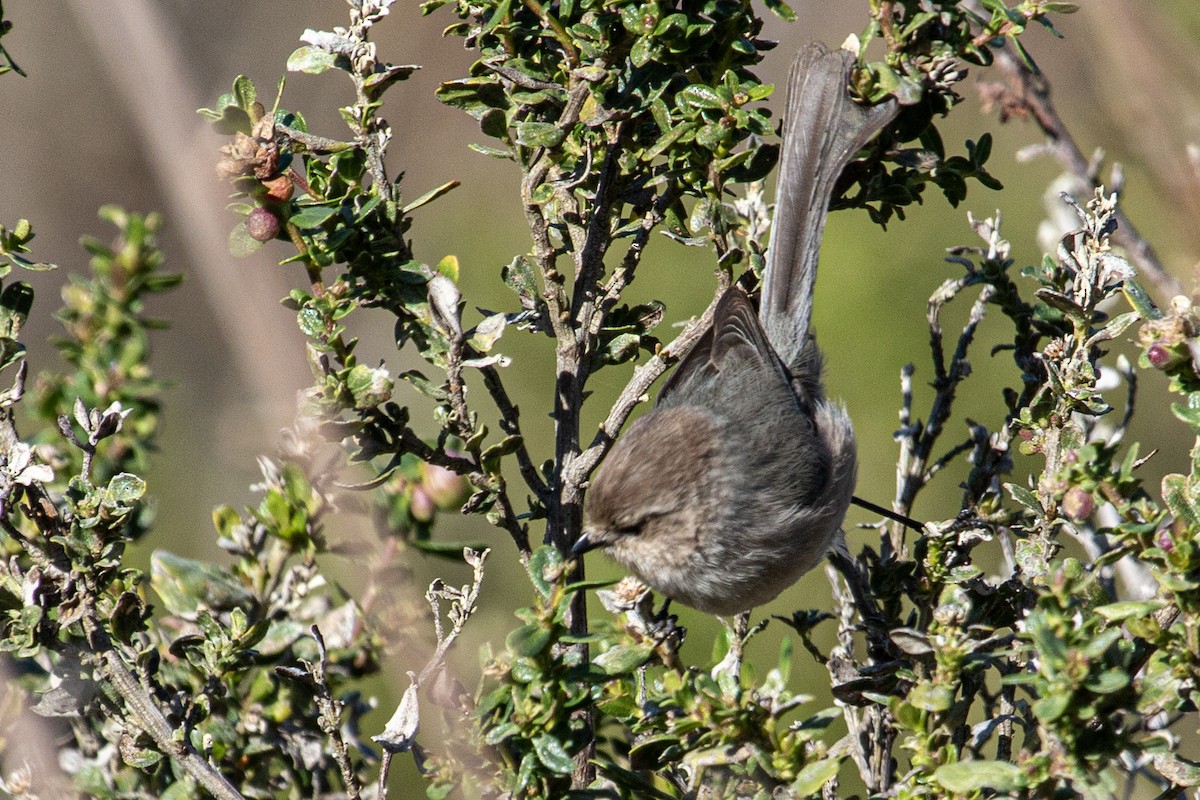 krattmeis - ML647647821