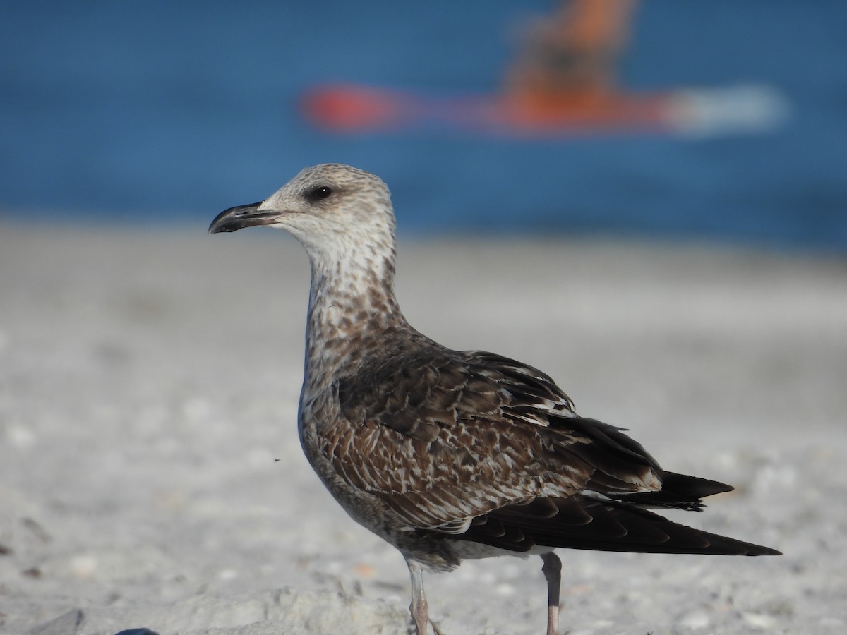 sildemåke - ML647647823