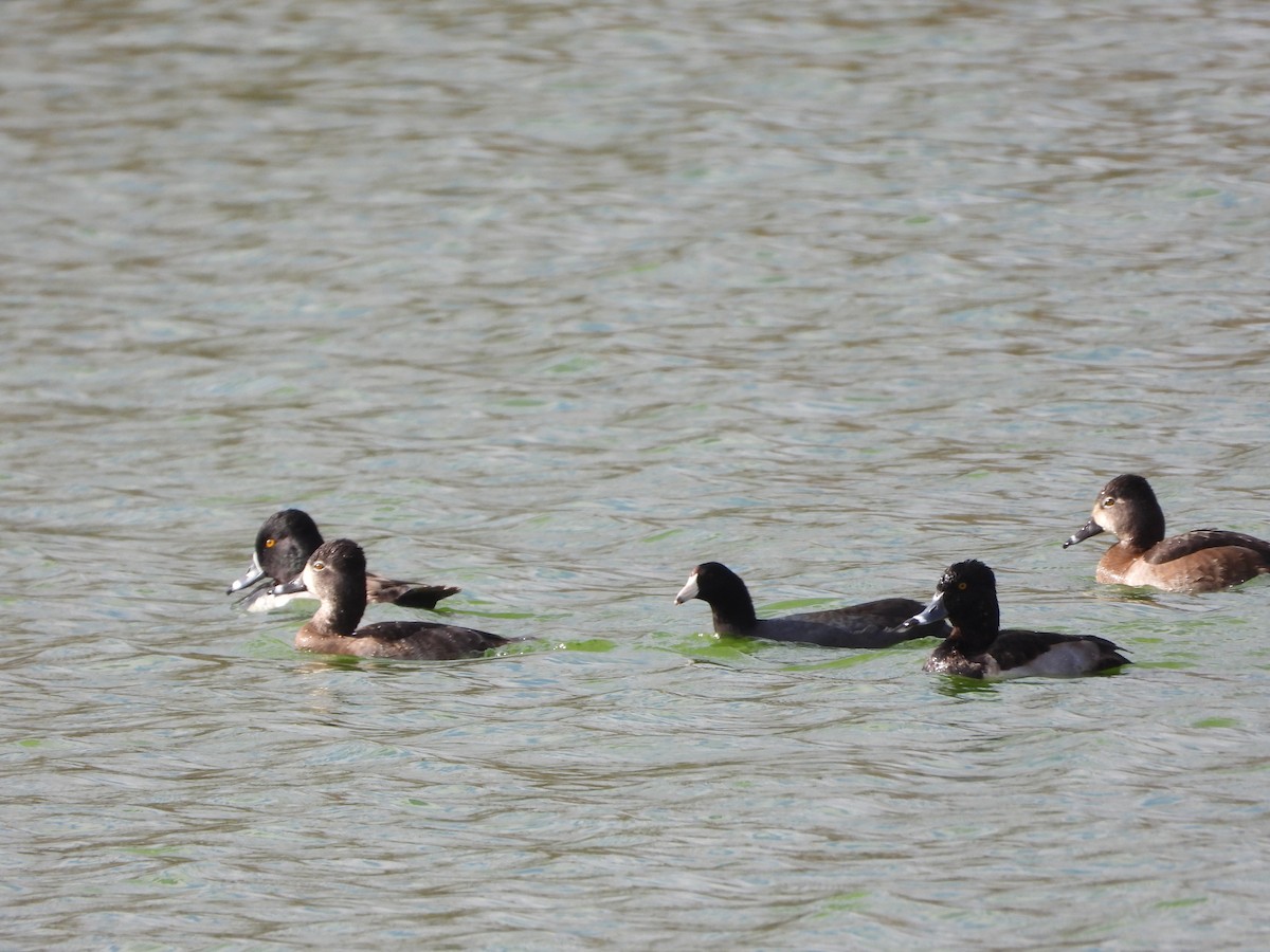 ringand - ML647647825