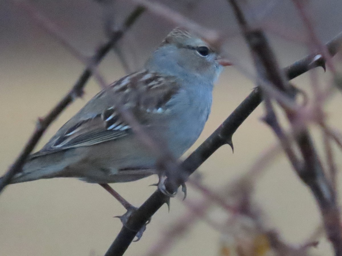 Dachsammer - ML647647830