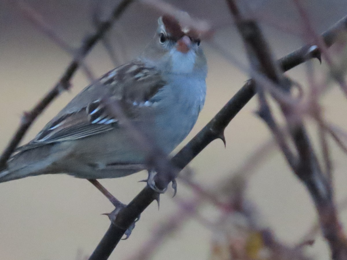 Dachsammer - ML647647831