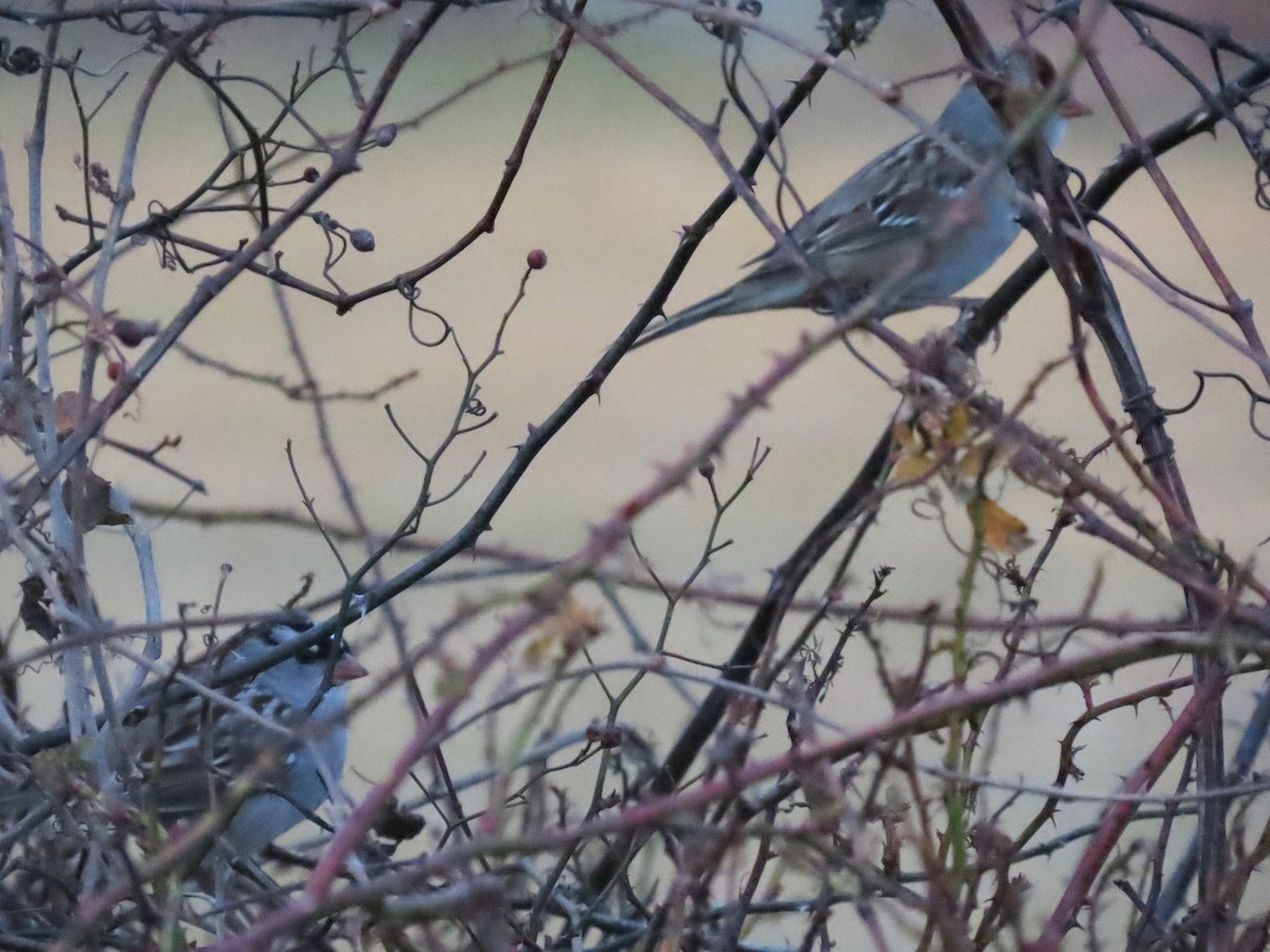 Dachsammer - ML647647832