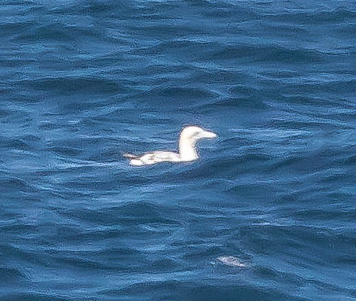 סולה מצויה - ML647647834