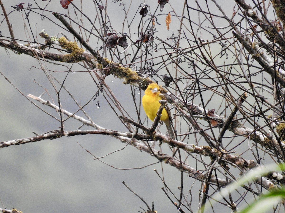 Golden Grosbeak - ML647647839