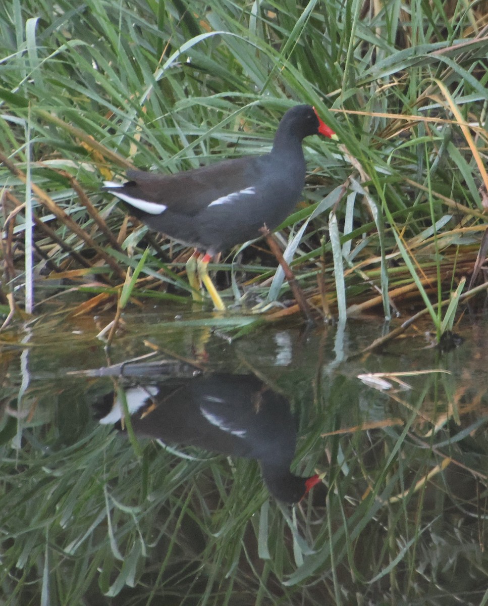 Amerika Sutavuğu - ML647647849