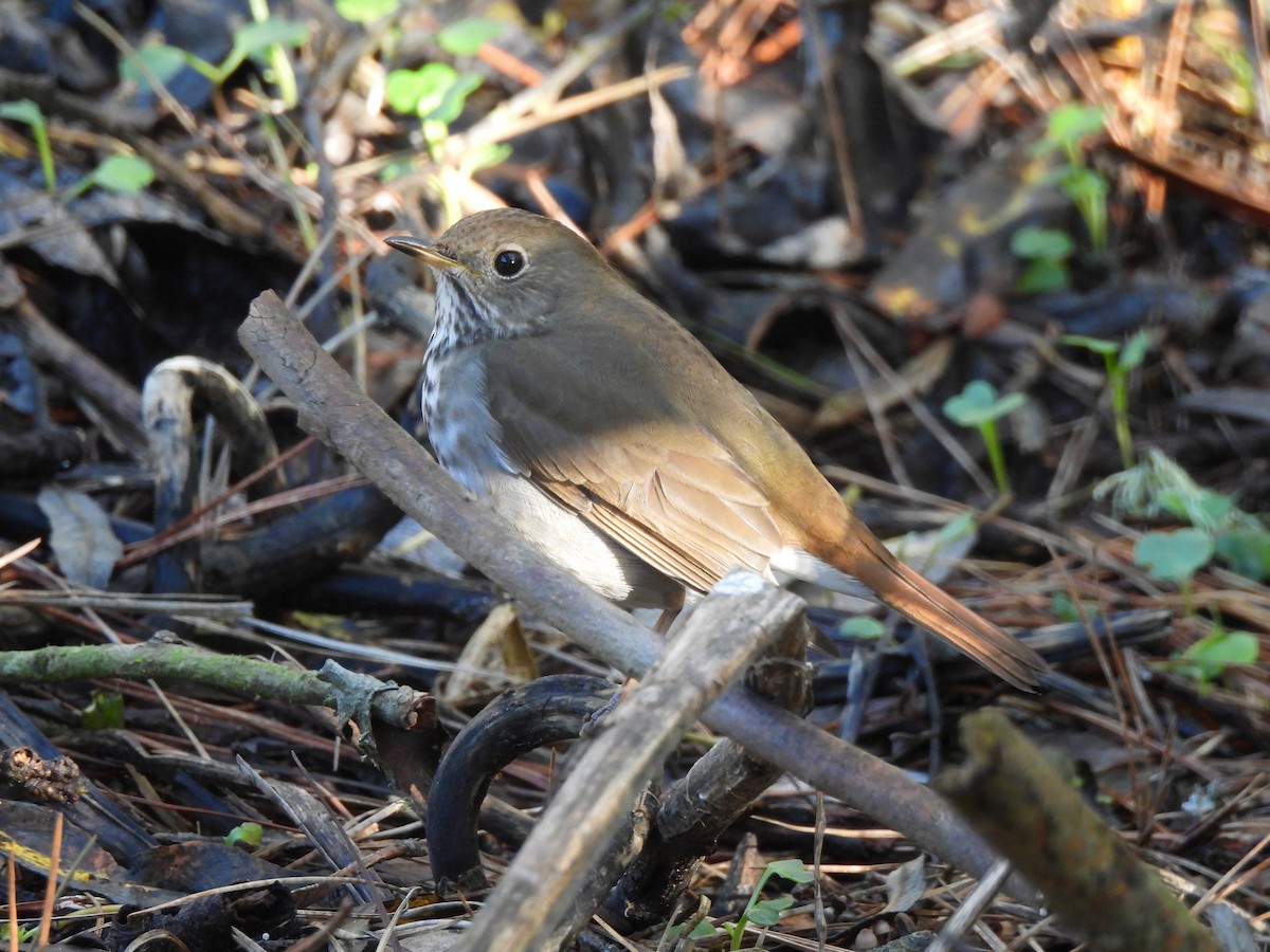 Hermit Thrush - ML647647875