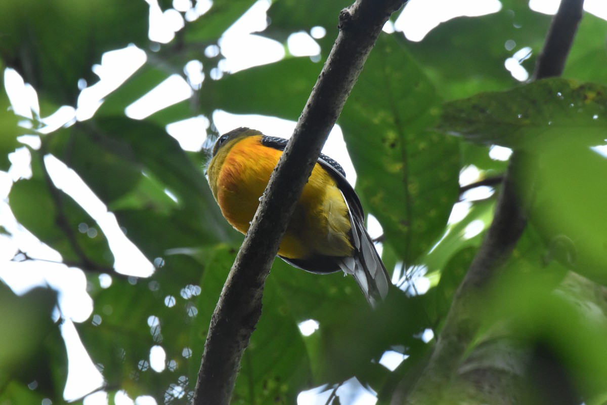 olivenhodetrogon - ML647647879