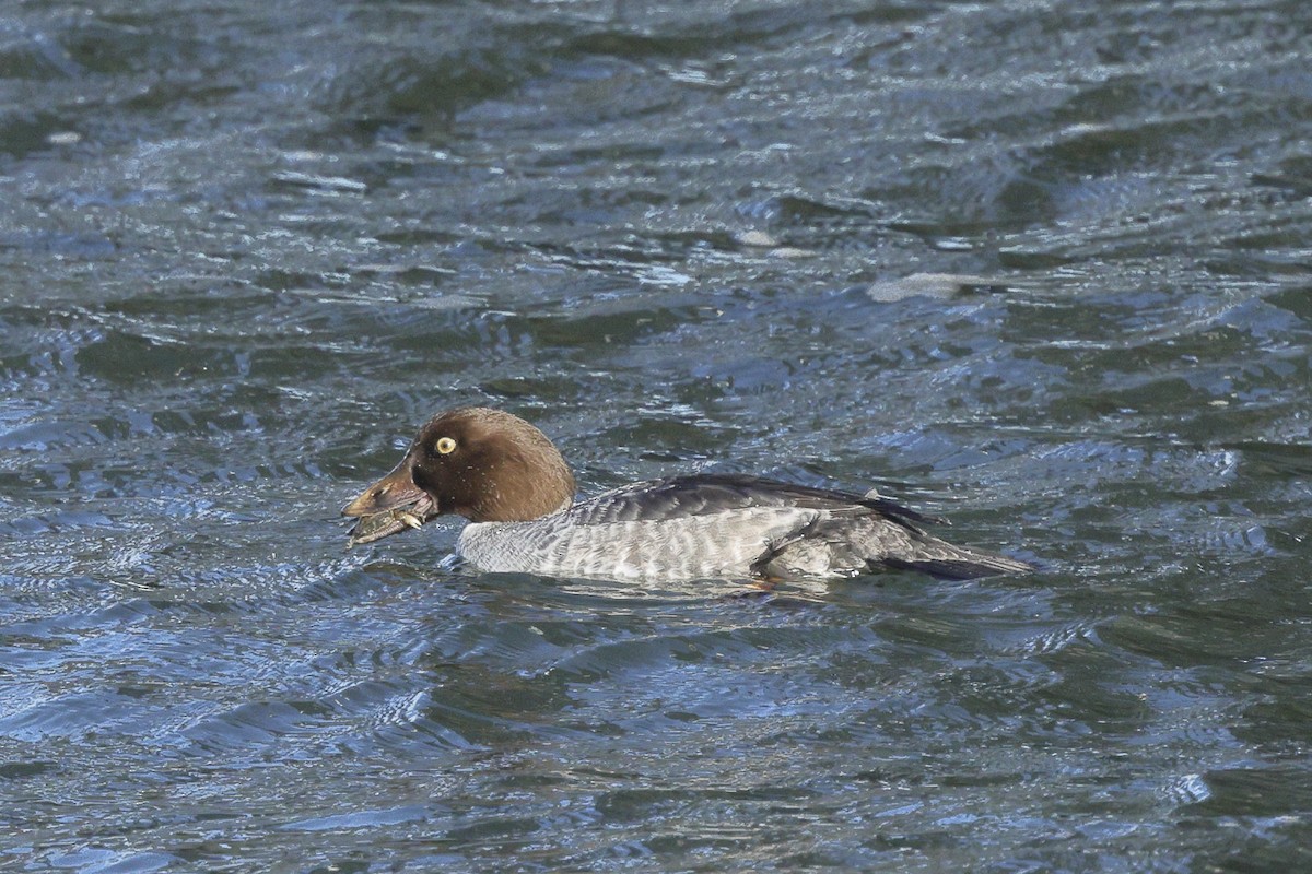 Murgilari islandiarra - ML647647891