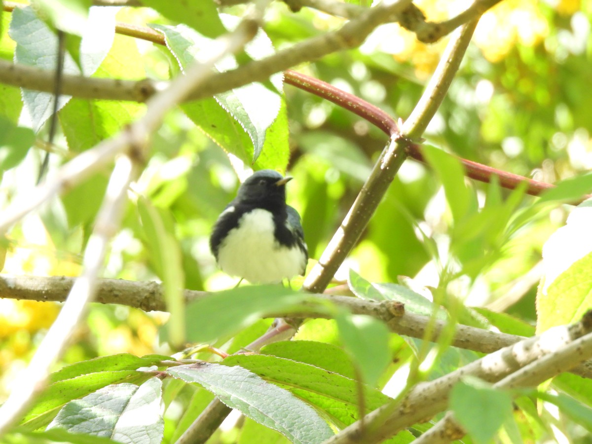 lesňáček modrohřbetý - ML647647898