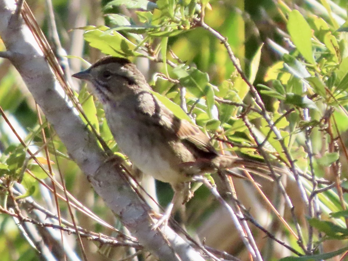 Swamp Sparrow - ML647647911