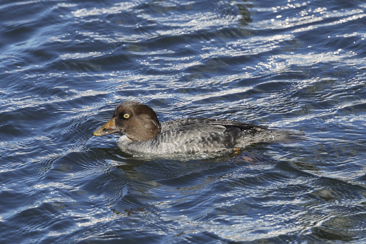 Murgilari islandiarra - ML647647916