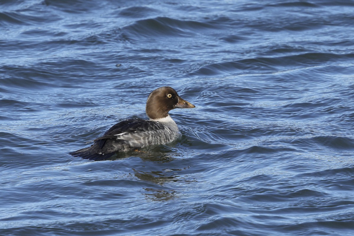 Murgilari islandiarra - ML647647936