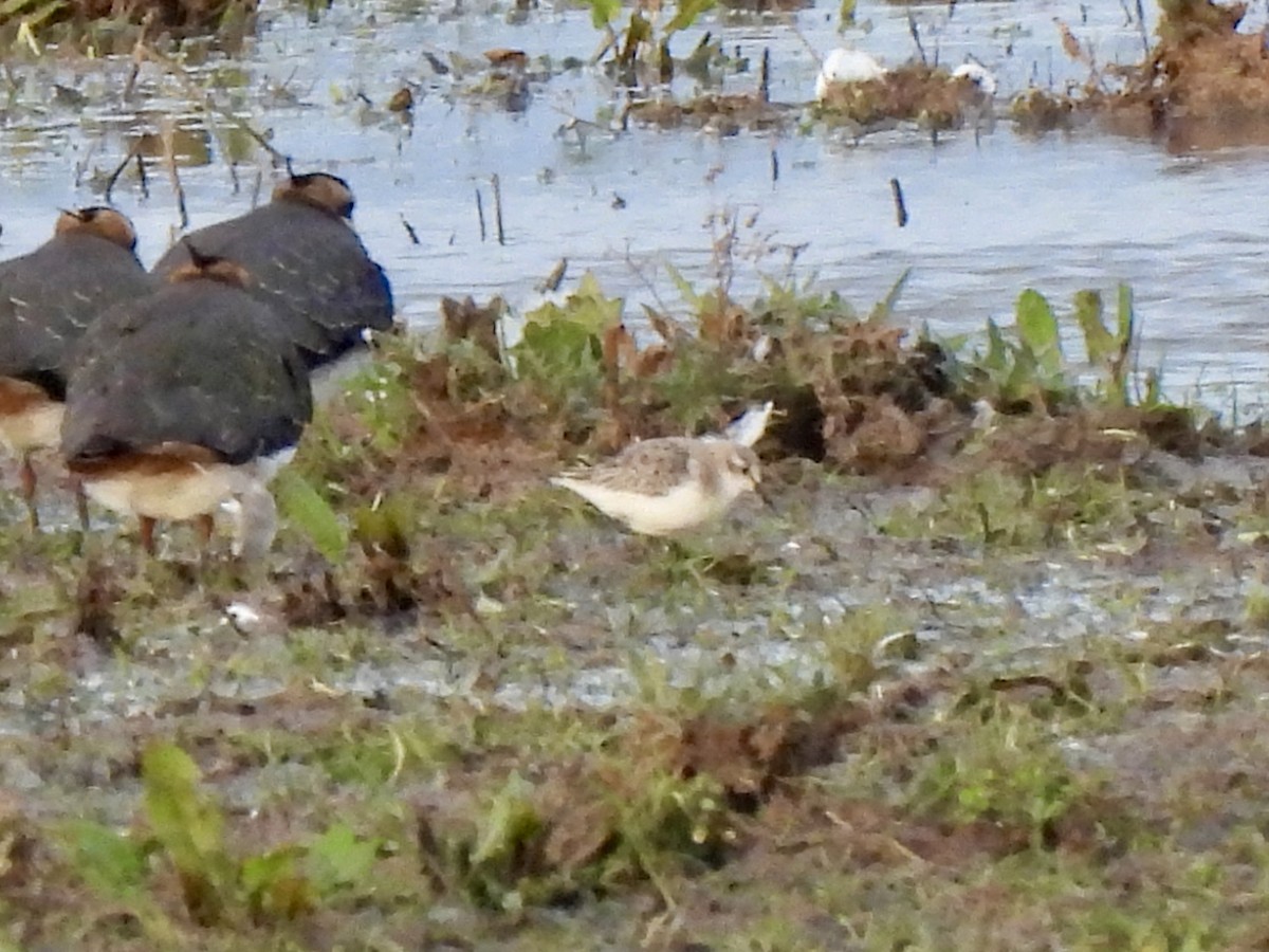 Little Stint - ML647647972
