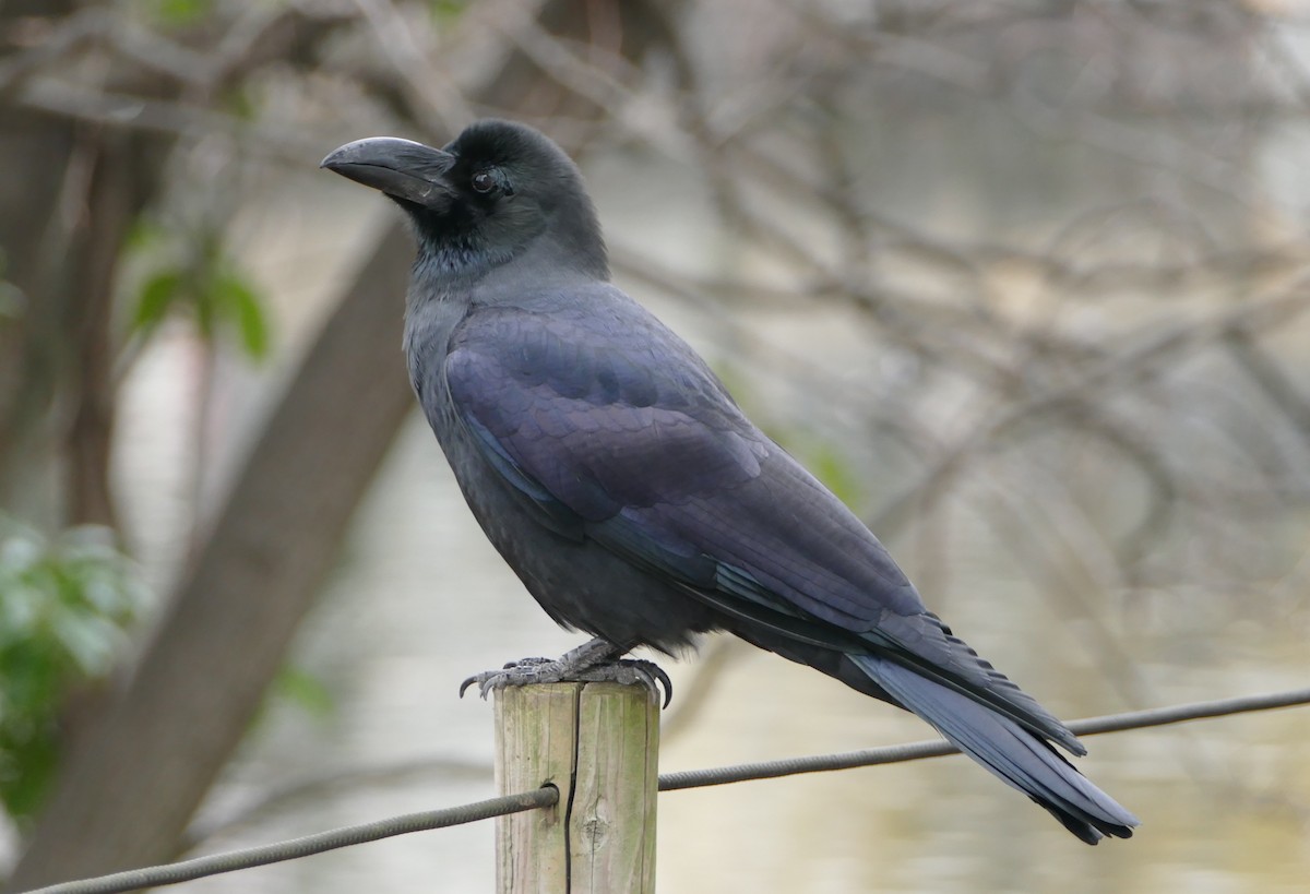 Ворона великодзьоба - ML647647988