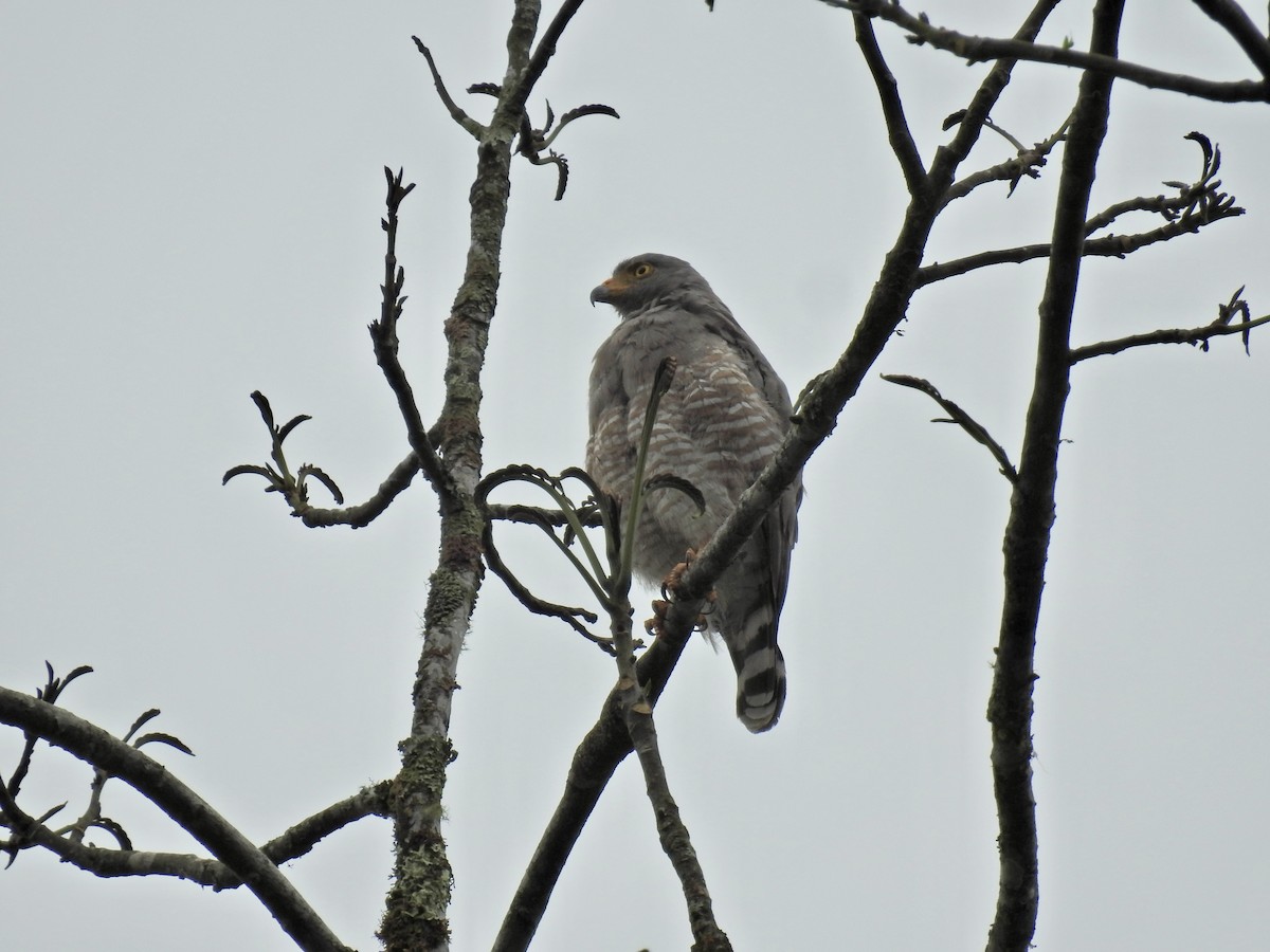 káně krahujová - ML647648006