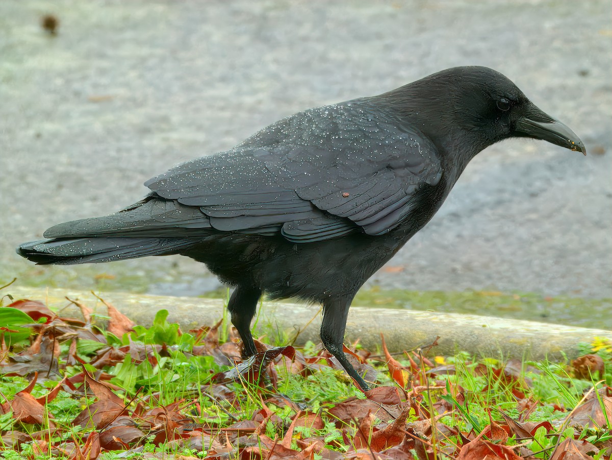 American Crow - ML647648042