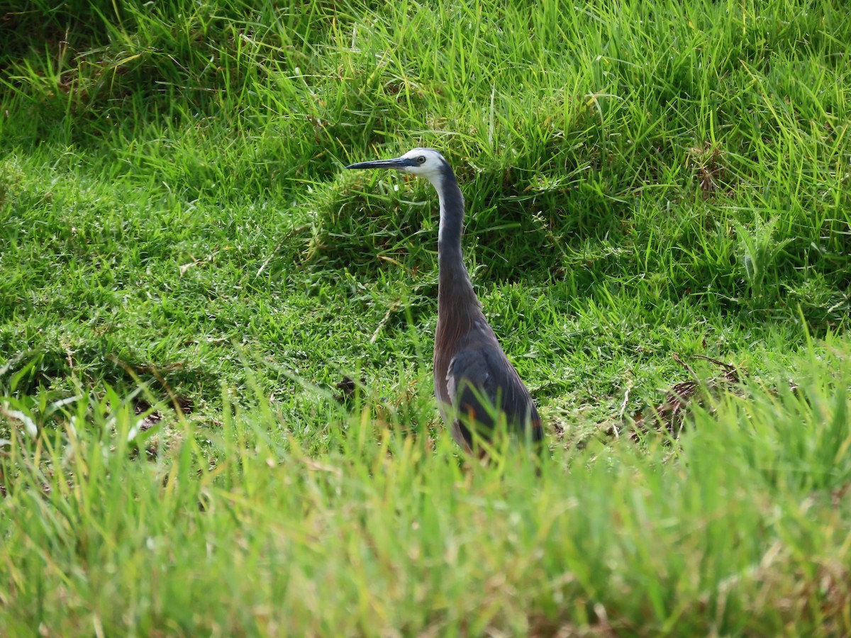 White-faced Heron - ML647648044