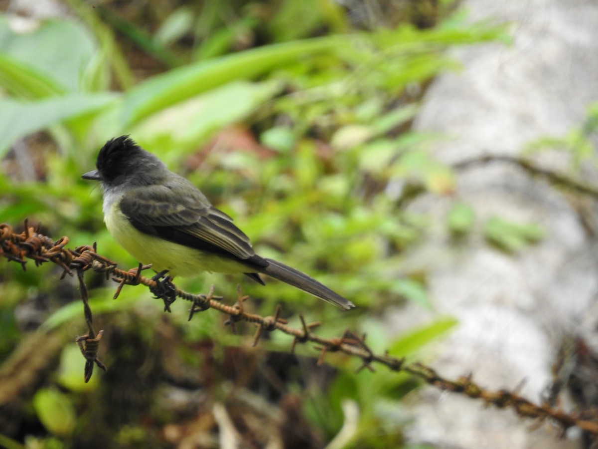 mørkhettetyrann - ML647648047