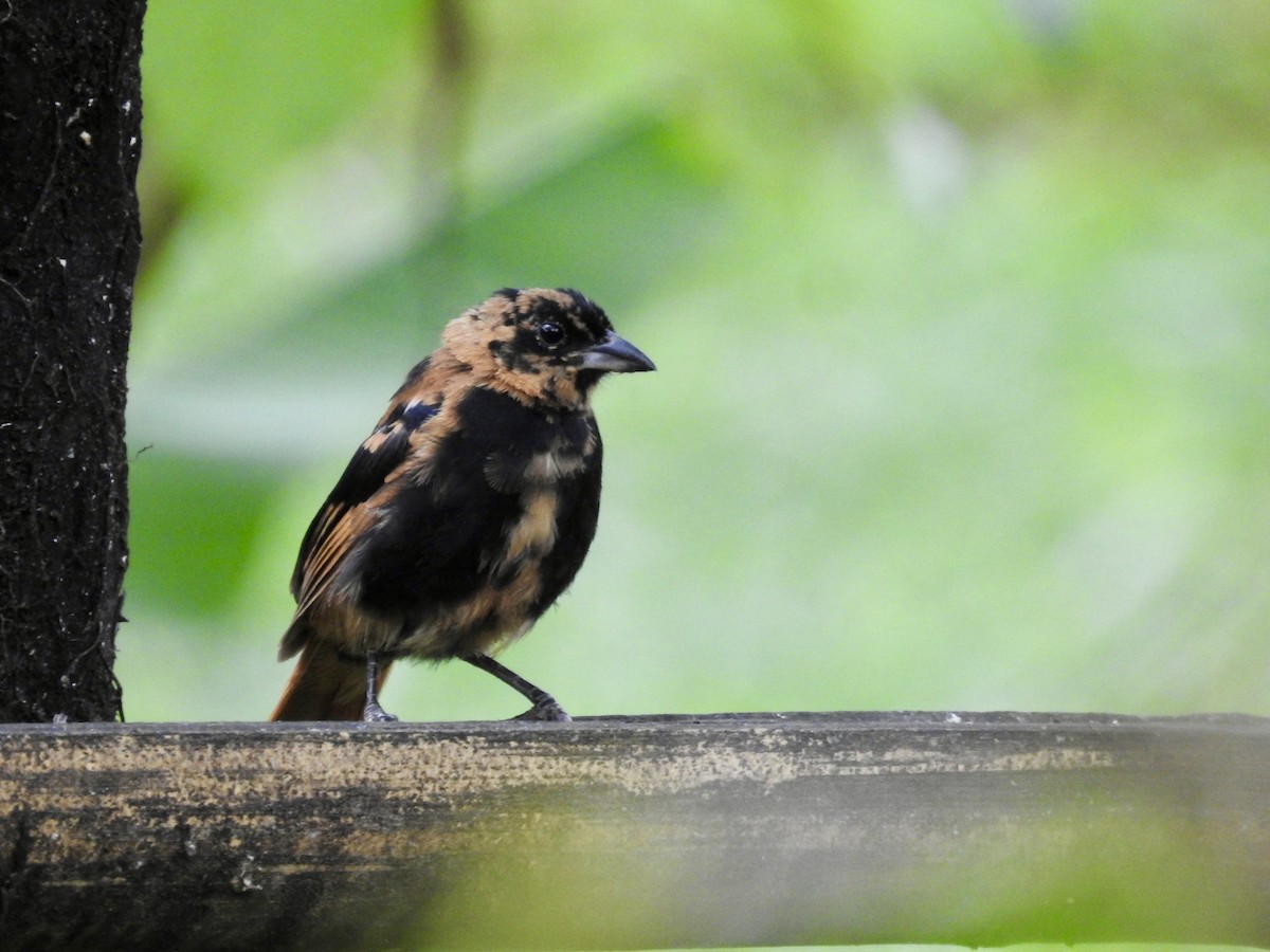 svarttanagar - ML647648058