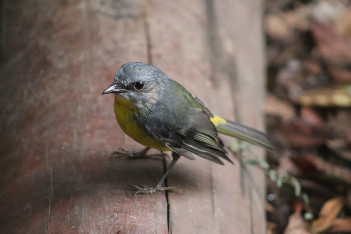 Eastern Yellow Robin - ML647648084