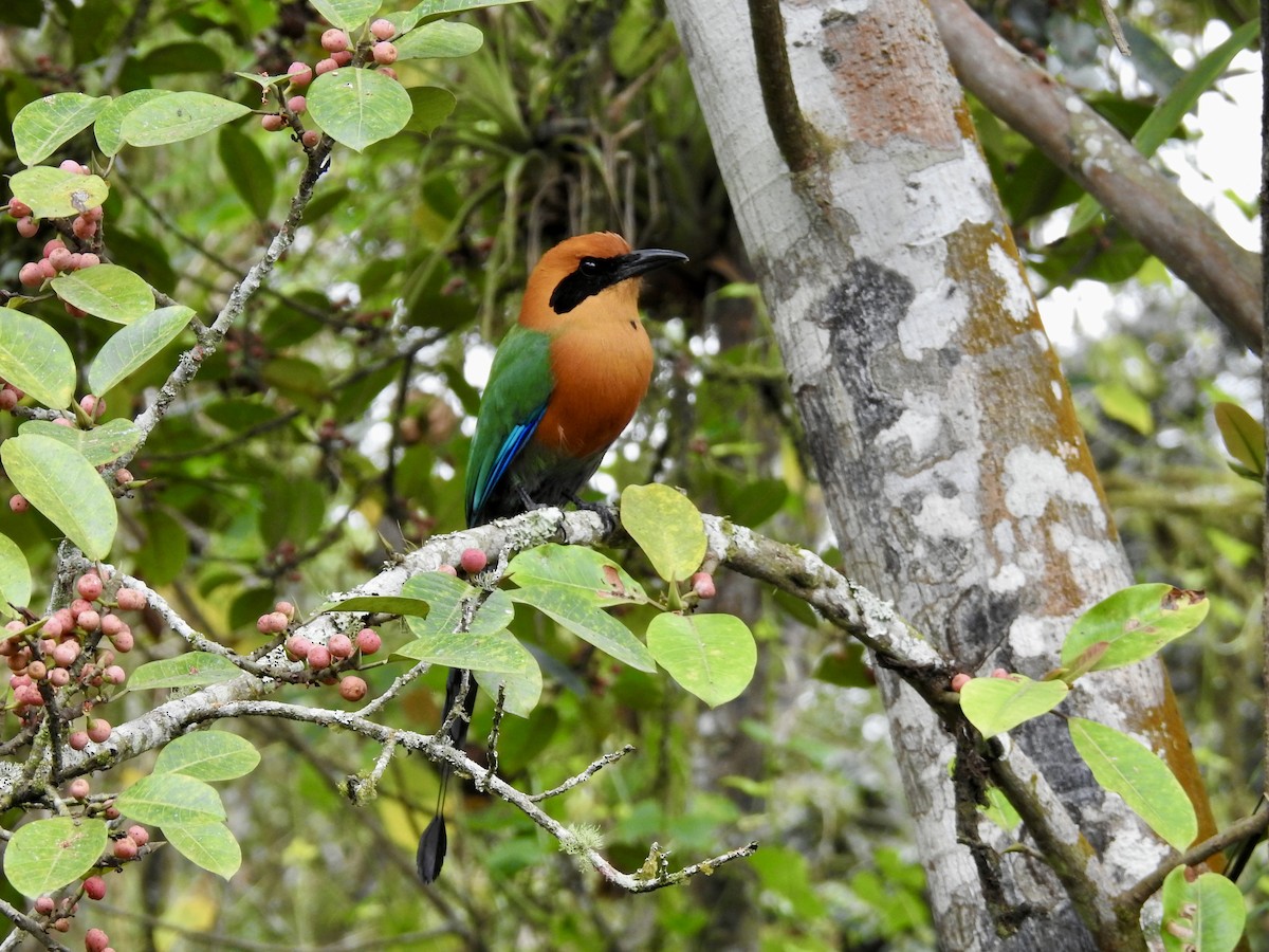 kanelmotmot - ML647648087