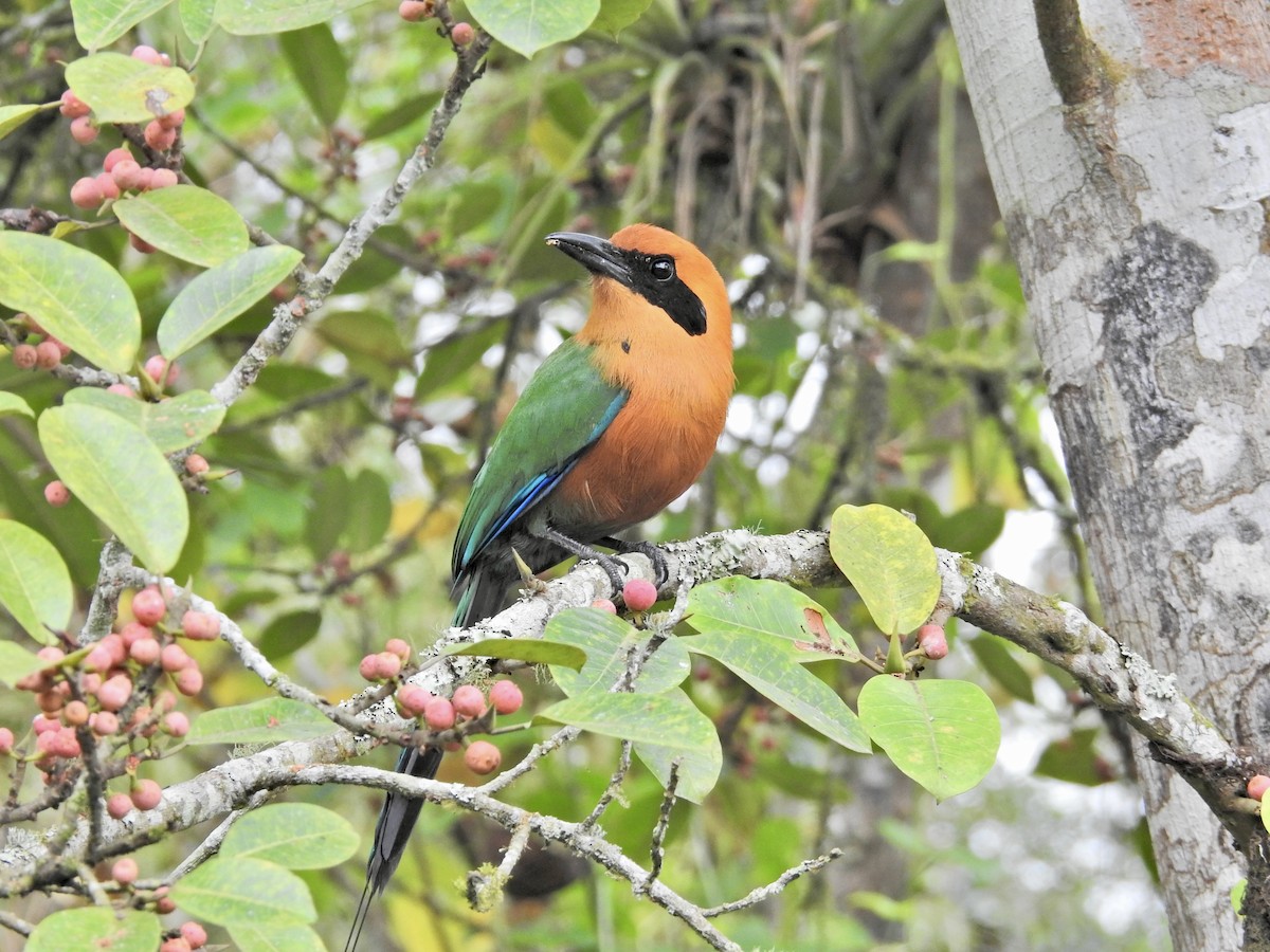 kanelmotmot - ML647648098