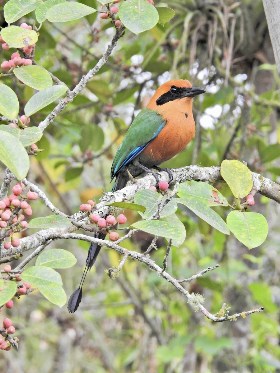 kanelmotmot - ML647648101