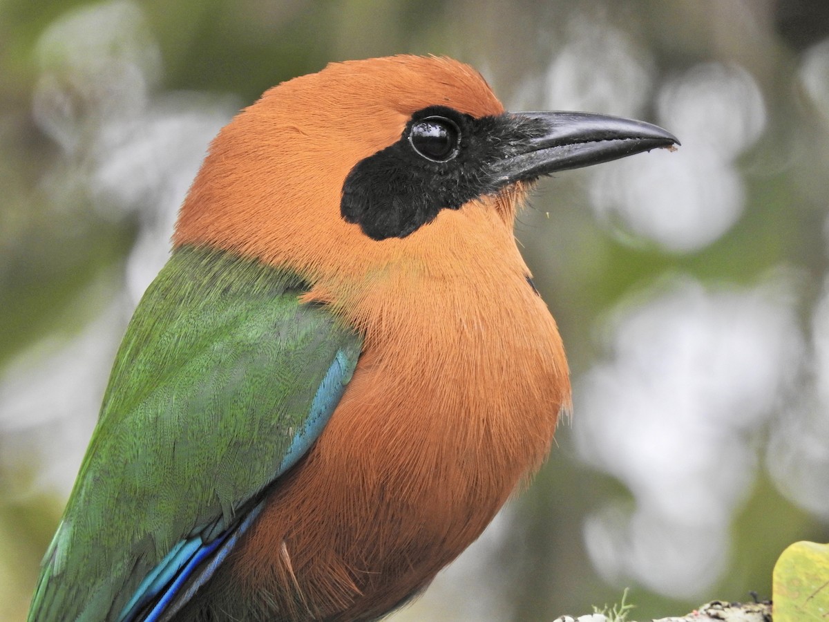 kanelmotmot - ML647648118