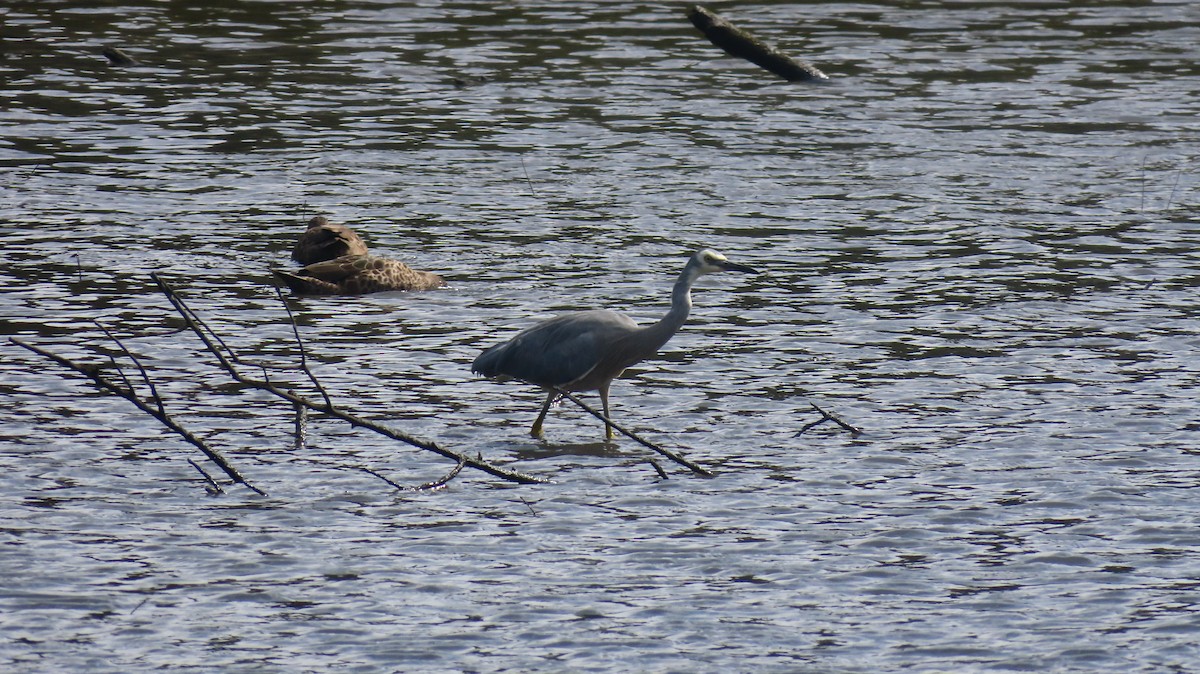 White-faced Heron - ML647648134