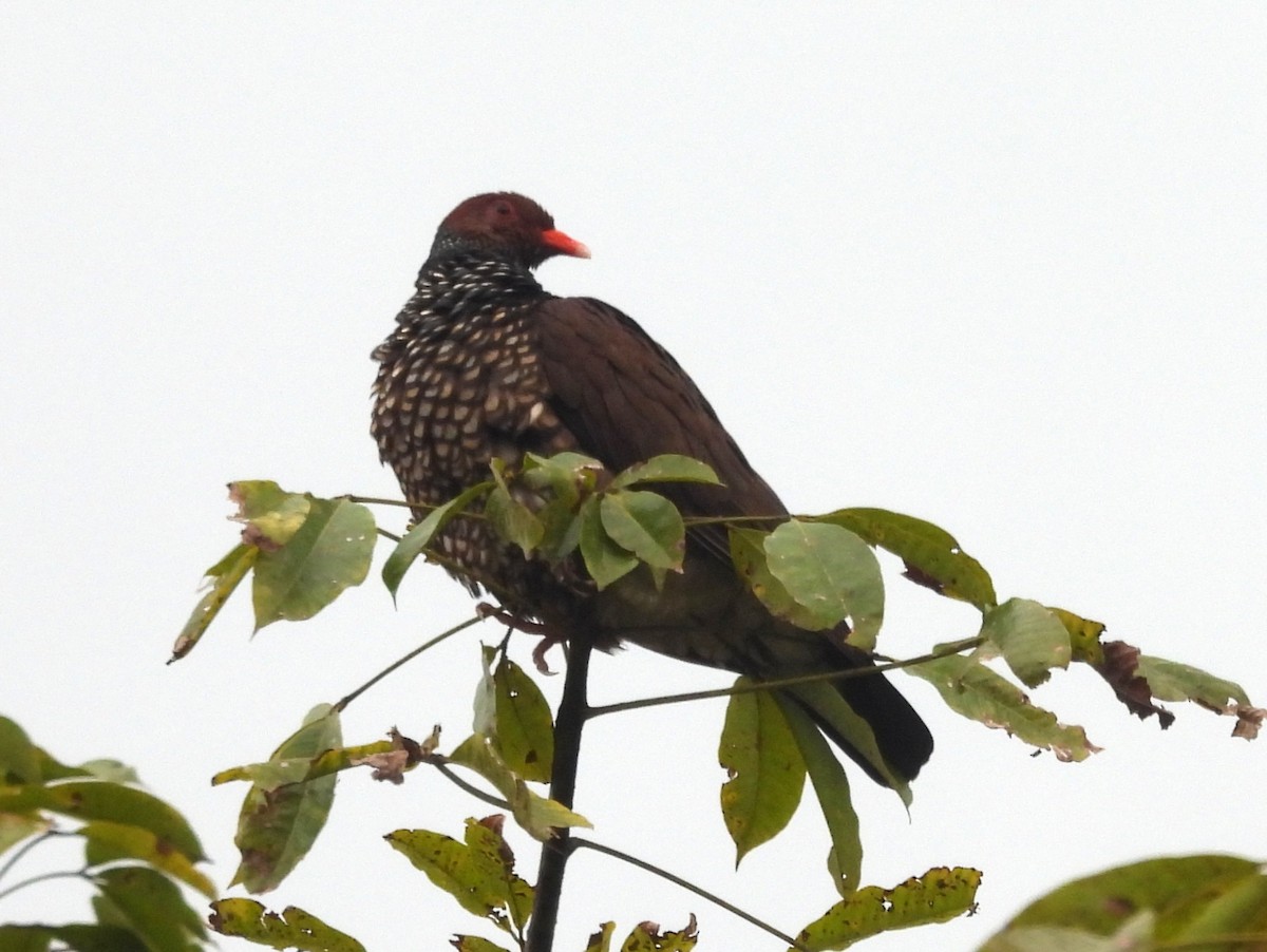 Scaled Pigeon - ML647648135