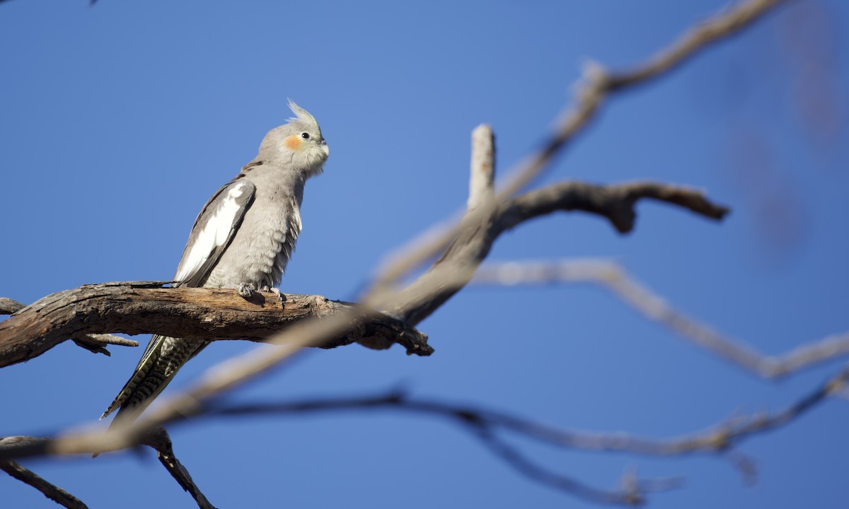 Cockatiel - ML647648149