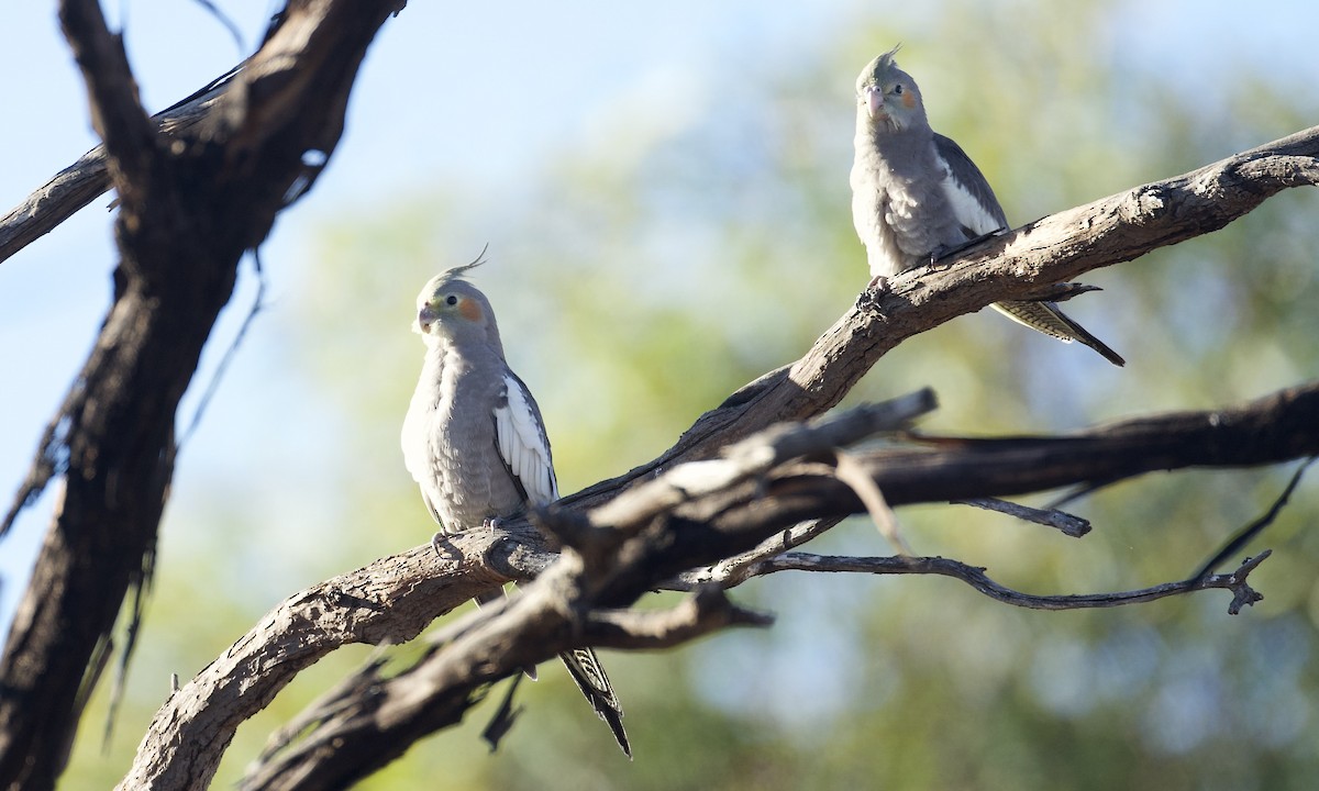 Cockatiel - ML647648156