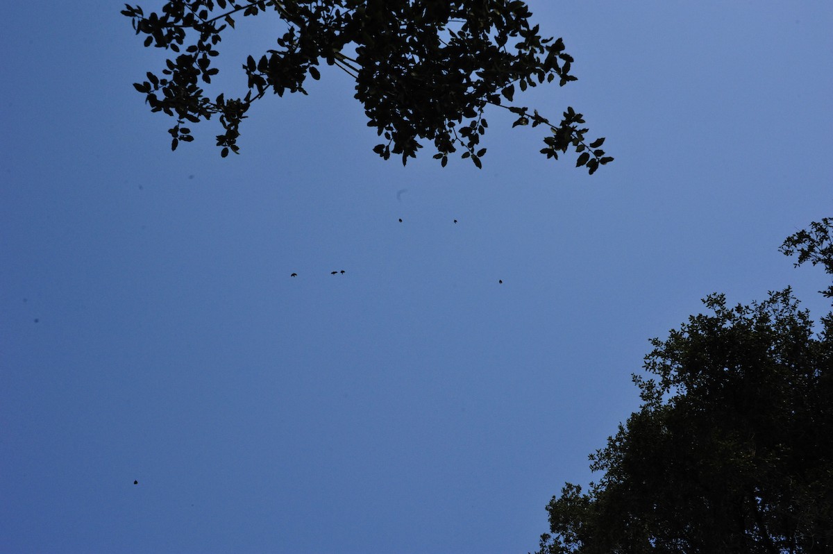 American Crow - ML647648168