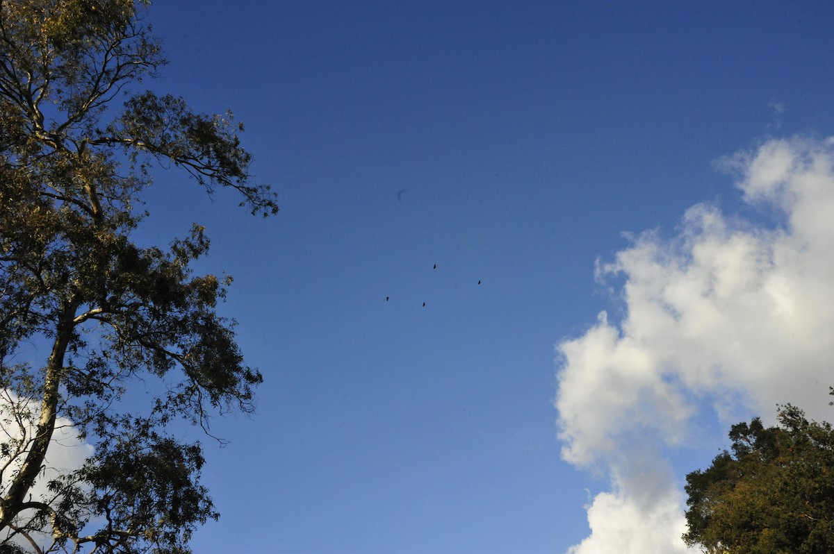 American Crow - ML647648178