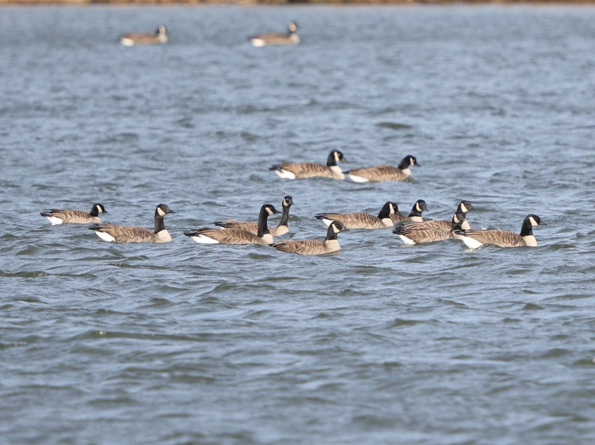 Cackling Goose (Richardson's) - ML647648197