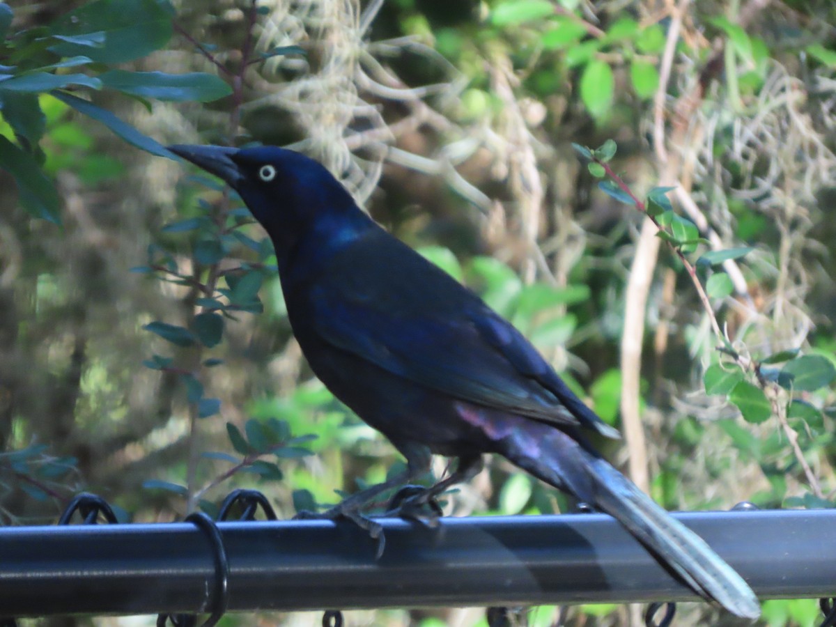 Purpurgrackel - ML647648244