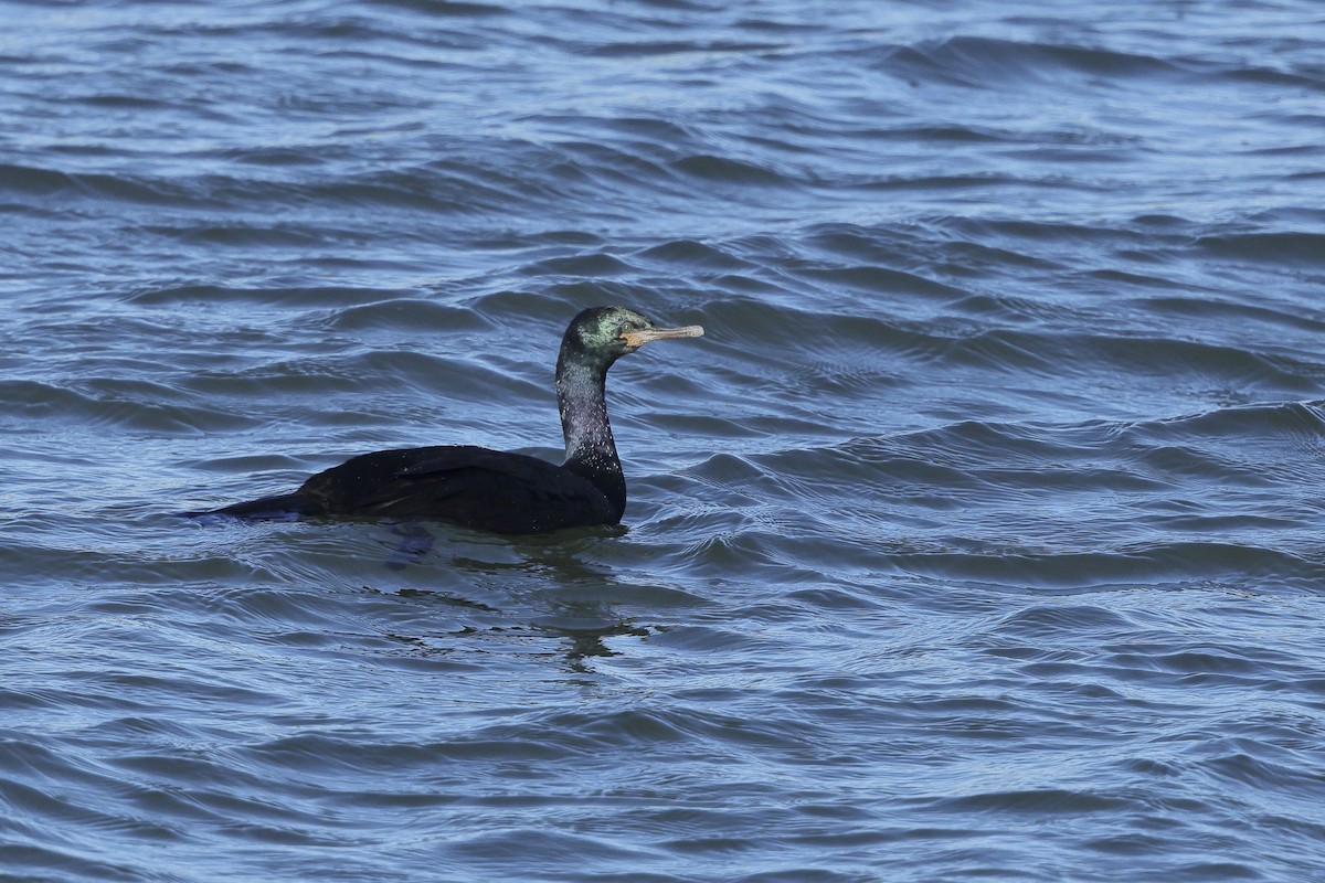 Pelagic Cormorant - ML647648261