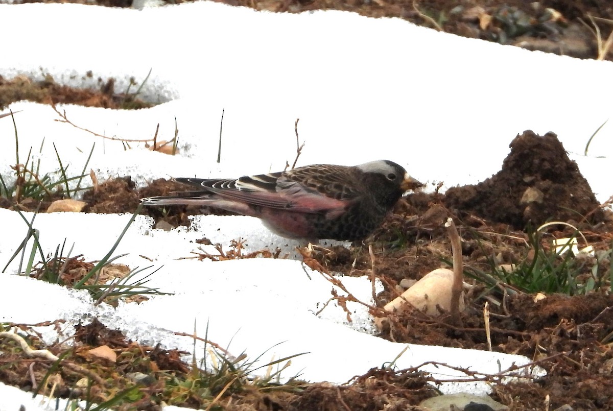 Black Rosy-Finch - ML647648326