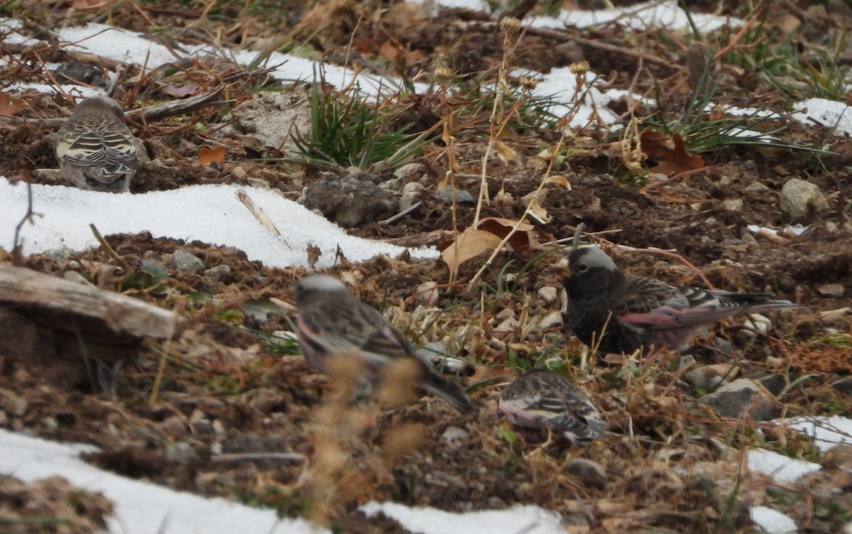 Black Rosy-Finch - ML647648328