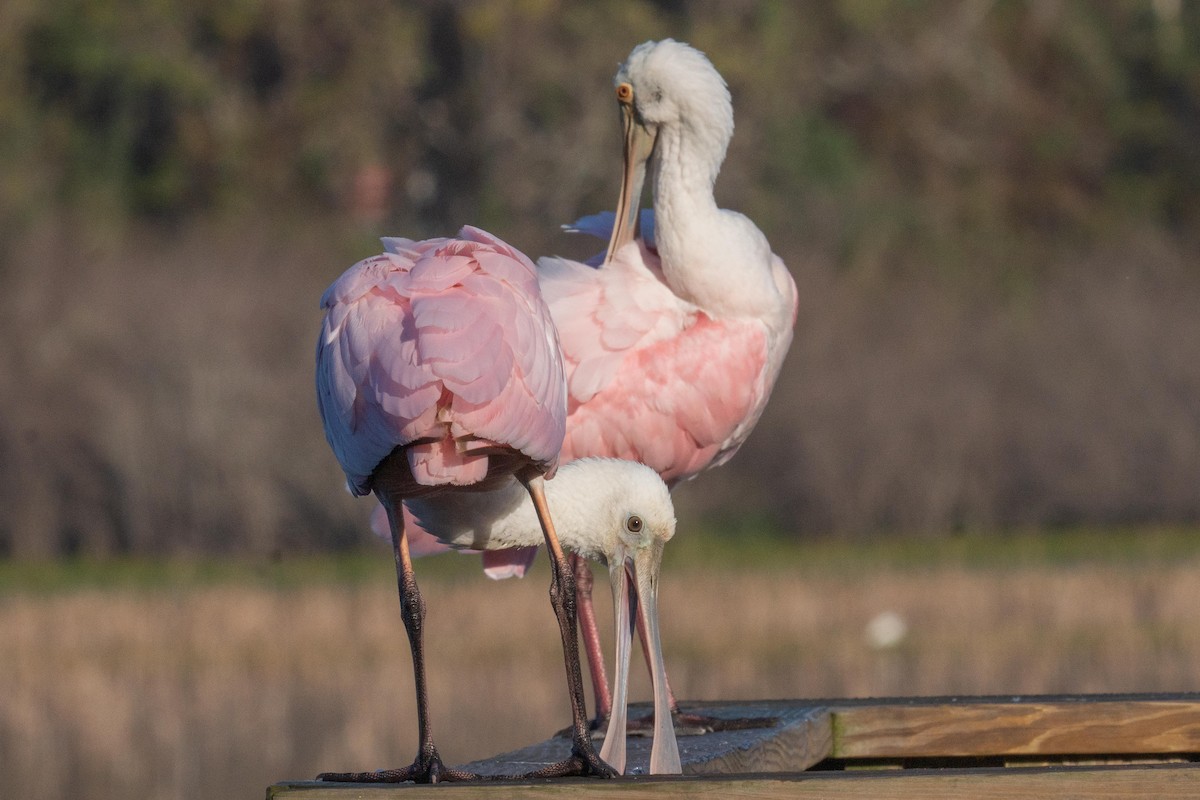 Косар рожевий - ML647648372