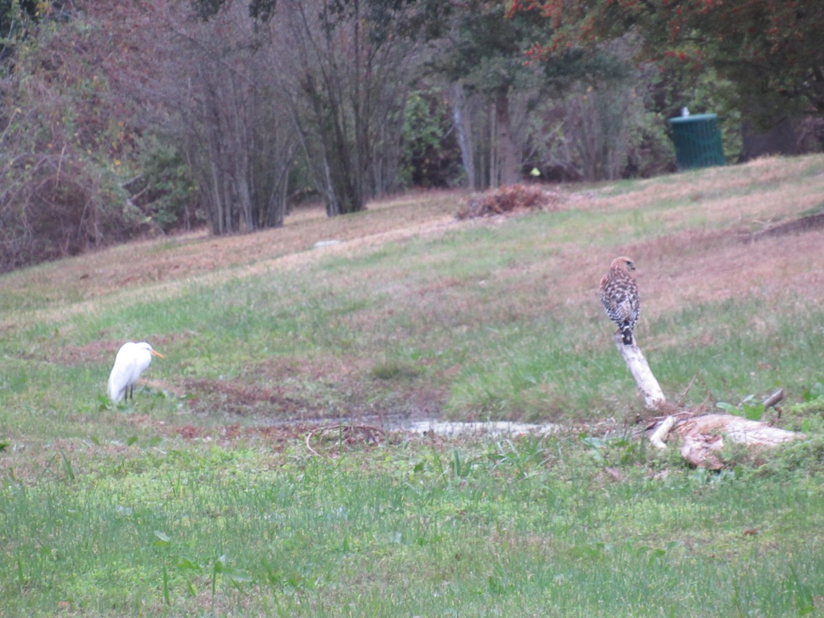 Канюк рудоплечий - ML647648373