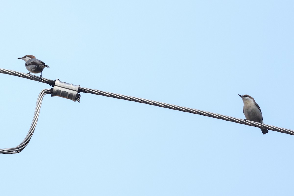 Повзик малий - ML647648374