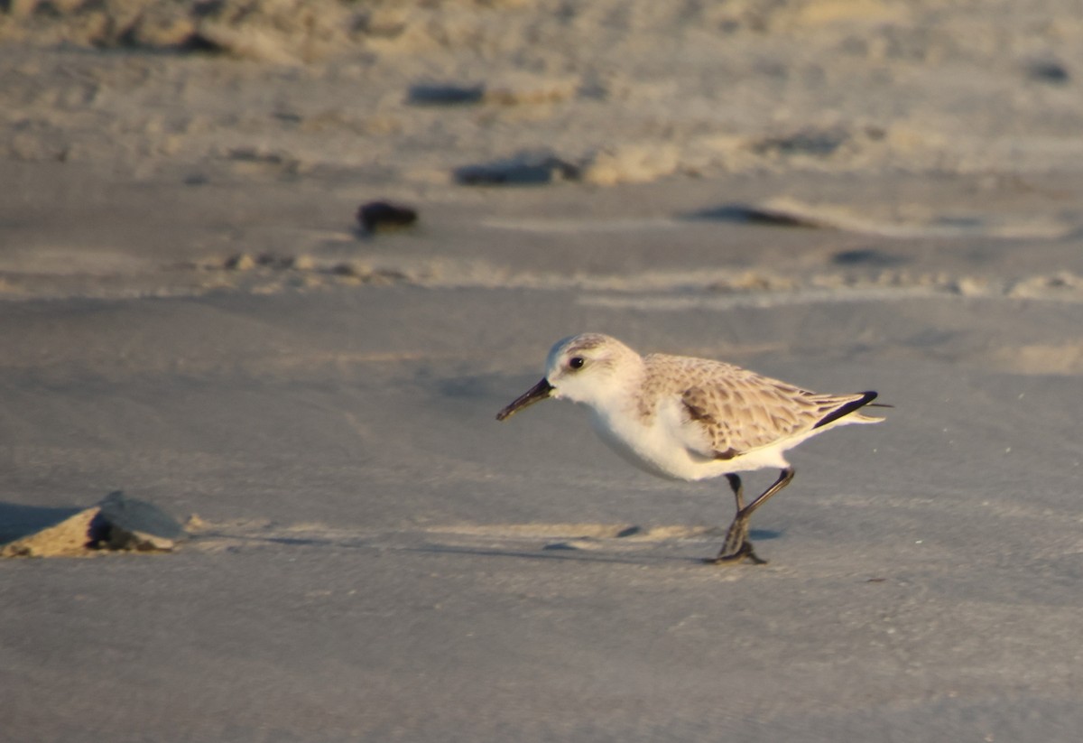 Побережник білий - ML647648376