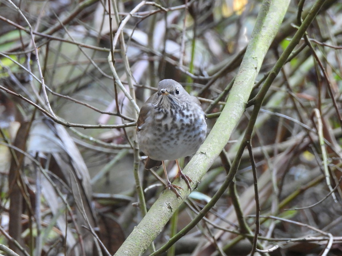 Дрізд-короткодзьоб плямистоволий - ML647648378