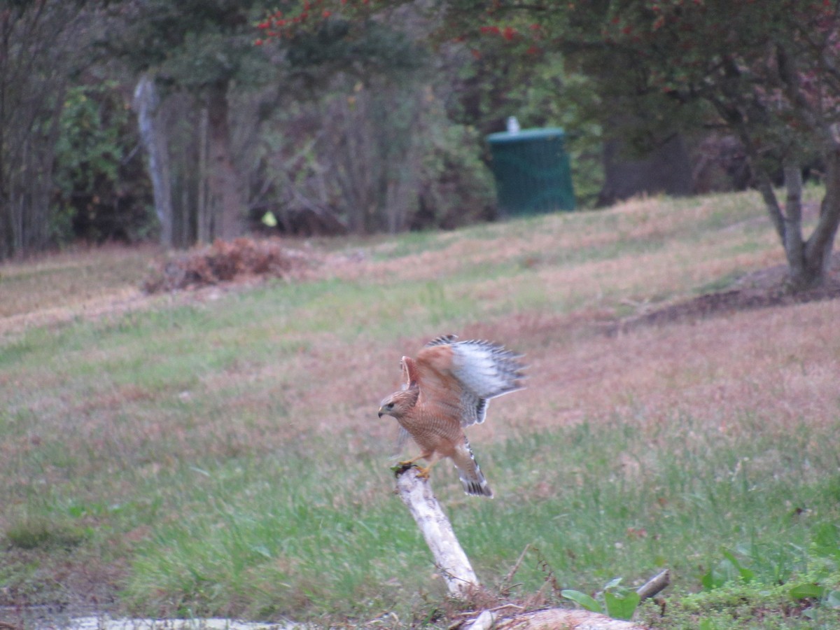 Канюк рудоплечий - ML647648382