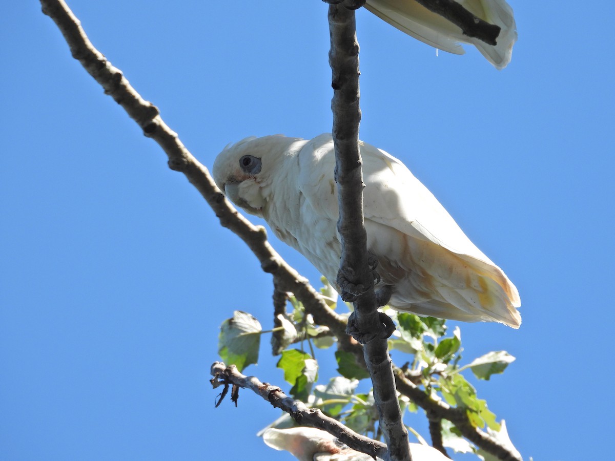 Какаду малий - ML647648384